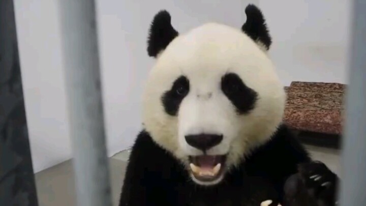 【Pelatihan Panda Moscow】Gawat, kali ini panda mengerti bahasa Rusia.