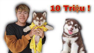 Dương KC | Tiếp Tục Mua Chó Alaska Baby Với Giá ( 10 Triệu ) Quá Cute Luôn !