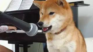 This Shiba Inu Likes to Sing when Its Owner Plays the Piano