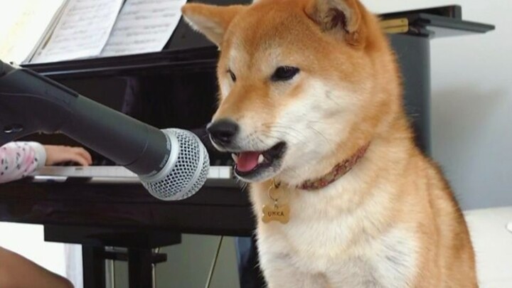 柴犬超级爱音乐，一听主人弹奏钢琴它就会嗷嗷的唱起来，太可爱了