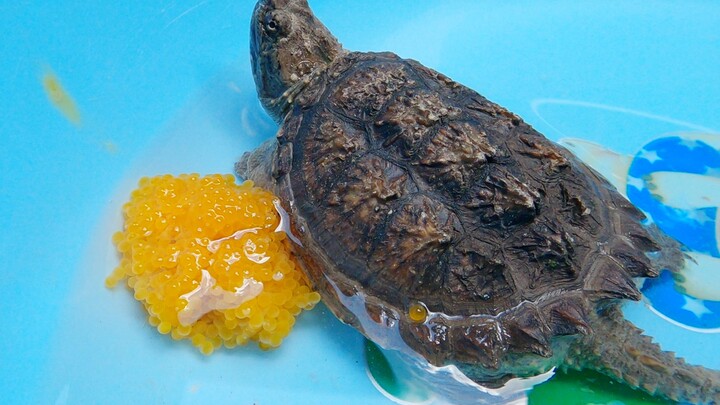 Scavenger Sashimi, The Turtle Will Become Very Vicious After Eating
