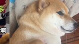 Hơn 1.000 Shiba Inu gặp hơn 40.000 Shiba Inu, sự tương phản giữa hai chú chó là rõ ràng, cư dân mạng
