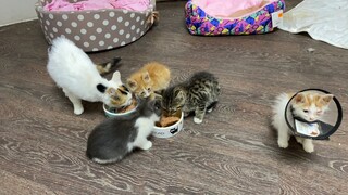 Kittens morning live stream