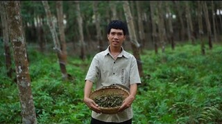 Đọt Chại Món Ăn Của Núi Rừng | Hái Lá Rừng Làm Gỏi