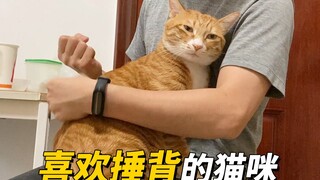 主动撒娇的猫咪，一般都是有目的