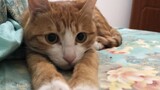 Kucing: Apa yang Membuatku Bangun Setiap Hari