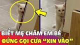 Bé mèo 'HIỂU CHUYỆN' đứng ngoài cửa xin Mẹ vào vì biết mẹ đang chăm 'EM BÉ'  😂 Gâu Đần