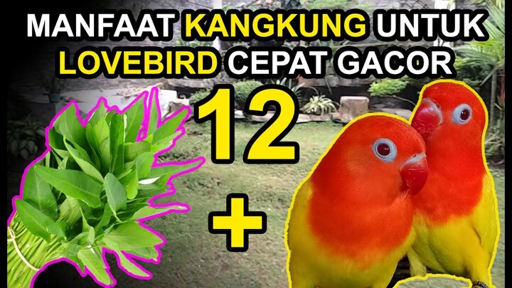 12 Manfaat KANGKUNG Untuk LOVEBIRD Cepat GACOR