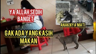 Astagfirullah Induk Kucing Ini Minta Makan Untuk Anaknya Endingnya Sedih Banget Anaknya Malah Mati.!