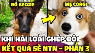 Nếu 'GHÉP ĐÔI' hai giống chó khác nhau thì 'KẾT QUẢ' của chúng sẽ như thế nào – Phần 3 😅 | Gâu Đần