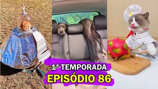 Belmiro Memes: Dublagens de animais engraçados - Episódio 86