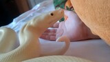 [สัตว์โลกน่ารัก] มาเล่นกับเจ้างูขาวกันไหมคะ