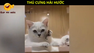 Tổng hợp các Video Hài Hước Của Thú Cưng p9