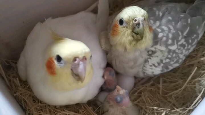[Animal] Cockatiel Parrot | Feeding the Babies
