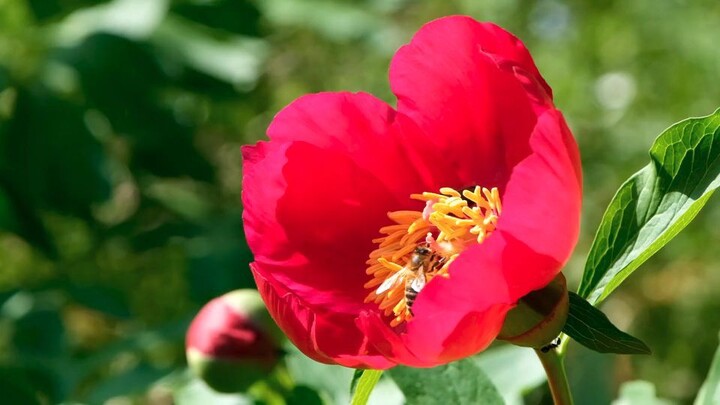 Bees feed on flowers