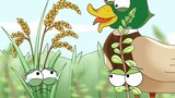 Raising a duck in the rice field and weeding the duck