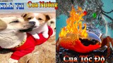 Thú Cưng TV | Dương KC Pets | Bông ham ăn Bí Ngô Cute #47 | chó vui nhộn | funny cute smart dog pets