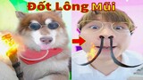 Thú Cưng TV | Ngáo Husky Troll Bố Dương KC #41 | chó thông minh vui nhộn | funny cute smart dog Pets
