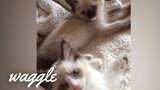 Ragdoll Cats | Try Not to Aww Challenge