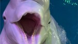 Bạn có biết tại sao cá voi beluga lại ăn đá viên không?