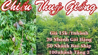 Bonsai giá rẻ p9 | 0966650496 Nhung | Mai Chiếu Thuỷ Giống - Chiếu Thuỷ Giá 15k Bao Ship 50nhánh