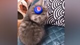 Video collection of cute kittens