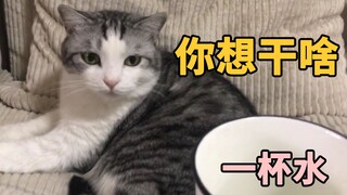 用纪录片打开猫片：往猫身上倒一滴水，猫会发生什么神奇的变化