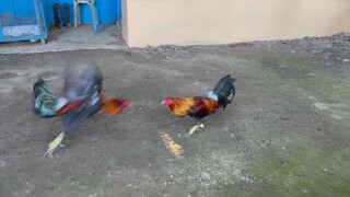 BROODCOCK SPARRING : Carablade Bruce (left) vs Imported McClean Hatch (right)