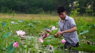 Hái Hoa Sen Làm Trà Và Nấu Bữa Cơm Ấm Áp