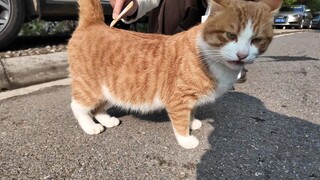 Kucing oranye kecil di pinggir jalan di Fangshan