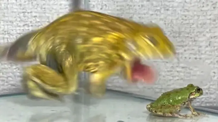 Frog eats the moon 純銀製 クルバオ・パンディット師-