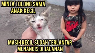 Anak Kucing Mencari Induknya Minta Tolong Sampai Ngejar-Ngejar Anak Kecil..!