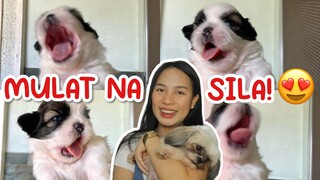 PUPPIES UPDATE! | PAANO KO SILA PINAGTITIMPLA NG GATAS + MULAT NA SILA! 👀