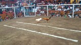 1st fight  (2024 5 cock offcolor derby champion)