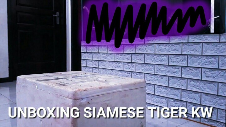 UNBOXING SIAMESE TIGERFISH PALSU (DAZT BORNEO 3 BAR) JUMBO