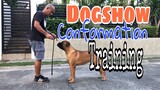 Dogshow Conformation | How to train your non fully developed dogs | How to handle your dogs. Tagalog