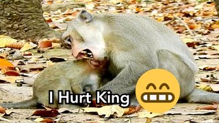 Break Heart! I Hurt​ ​King,Monkey Skippy Play Hurt​ Bite to Little Monkey In Group,Why Skippy Do Bad