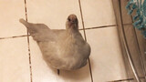 【Pet Chicken】Mom, Where Is My Dinner?