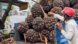 Harvesting Nipa Palm Fruit In The Jungle - Vietnamese Street Food