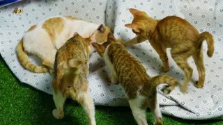 Mother cat and kittens look after dady cat unwell today
