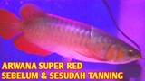 Arwana Super Red Sebelum & Sesudah Tanning || Hasil Tanning