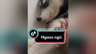 T khi mua chó để canh nhà husky vacaiket rumrau j4f haihuoc xuhuong onhavanvui thucung yeuchomeo pet fypシ alaska chó cún hài trending