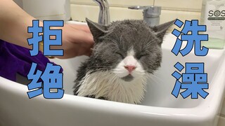 【喵喵喵】长得超凶的小猫咪很胆小抗拒洗澡，从开始到结束一直喵喵喵叫个不停