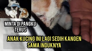 Anak Kucing Yang Di Buang Orang Jahat Sekarang Kangen Sama Induknya..!