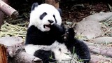 【大熊猫萌宝】爸妈把我生的这么可爱，好怕自己被偷了，毕竟每天说要偷我回家的人辣么多✪ω✪（201901）