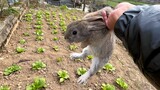 Hungry Rabbit Eating Cabbages