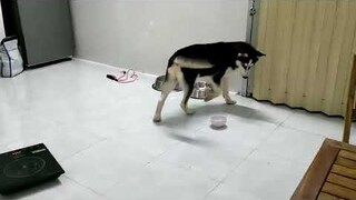 Husky a ngáo xin trà sữa uống || Husky a snob asks for milk tea to drink #husky #thucung #pet