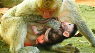 Ah What Monkey Jill Do On Her Baby Monkey Jason​?, Baby Monkey Try Hard To Feed Milk​