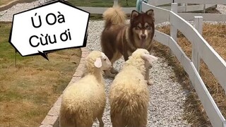 Mật Giành Giải Nhất Cuộc Thi Chăn Cừu Đỉnh Quá - Mật Pet Family