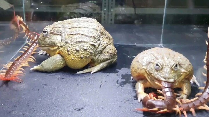 Katak lembu kakak beradik dengan semangat memakan kelabang